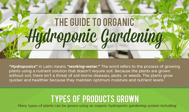 Image: Guide To Hydroponic Gardening #infographic