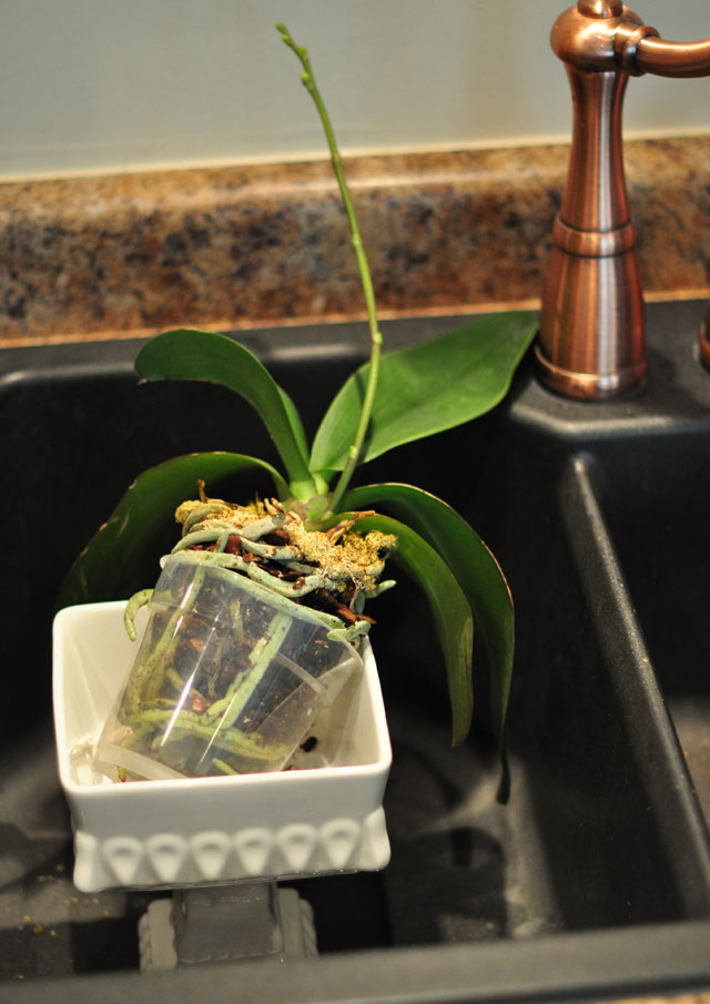 how to replant and regrow orchids