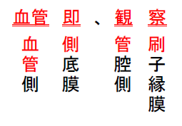 小腸上皮細胞の構造(刷子縁膜、側底膜)のゴロ、覚え方 【薬剤師国家試験対策】