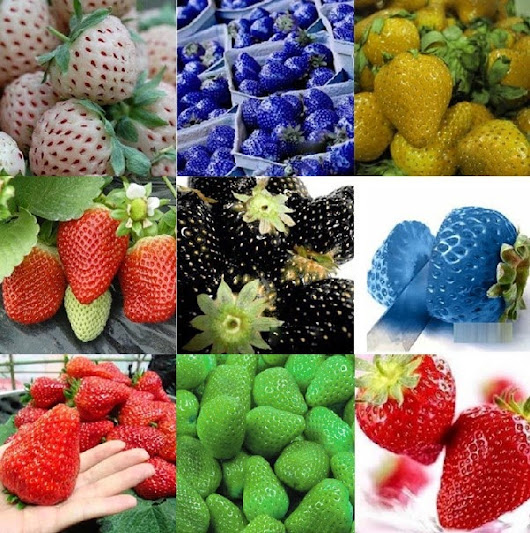 Dacochi Chau Google Menanam Strawberry Di Pot Polibag