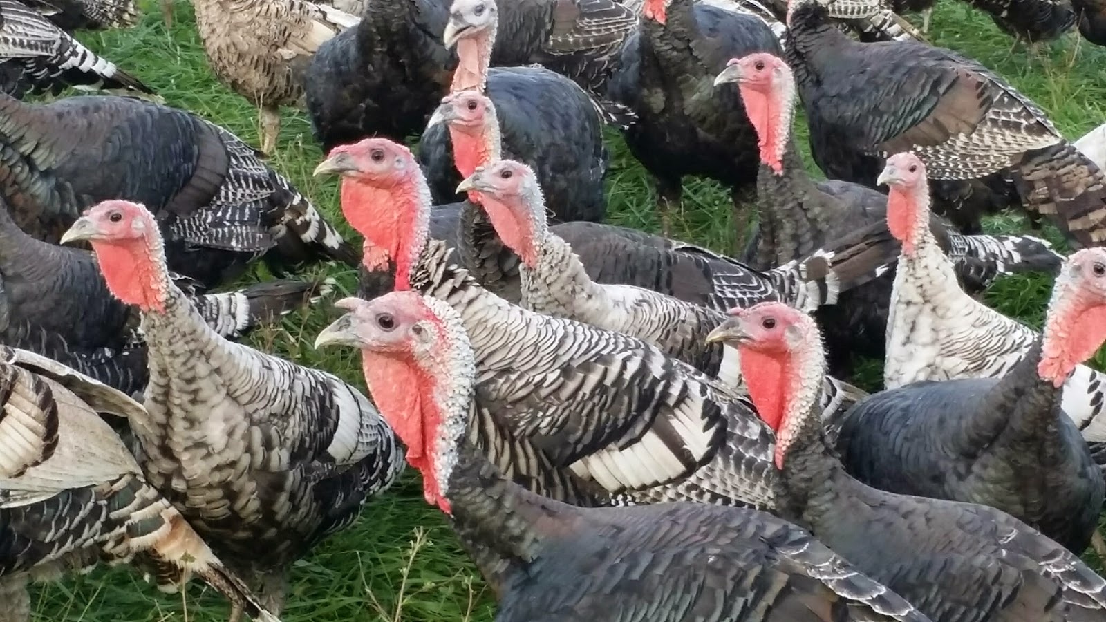 Elmwood Stock Farm's Organic Heritage Breed Turkeys