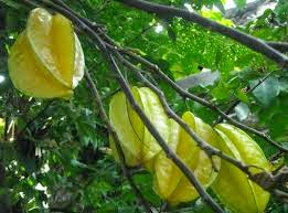 Agrowisata Karangsari