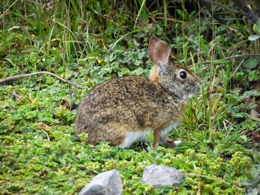 Art and Other Adventures with Narca: Papallacta Pass in Ecuador's Andes