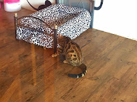 local bengal local bengal