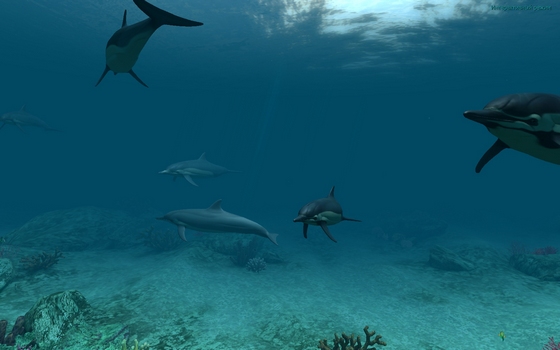 Dolphins 3D Screensaver and animated wallpapers 1.0 Build 3 خلفية