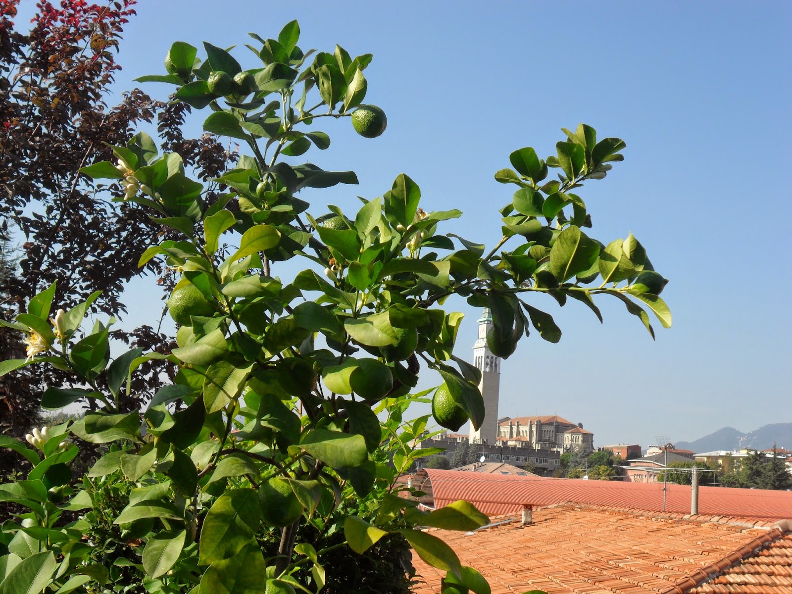 Passeggiare Tra Parchi Giardini E Castelli Il Mio Limone