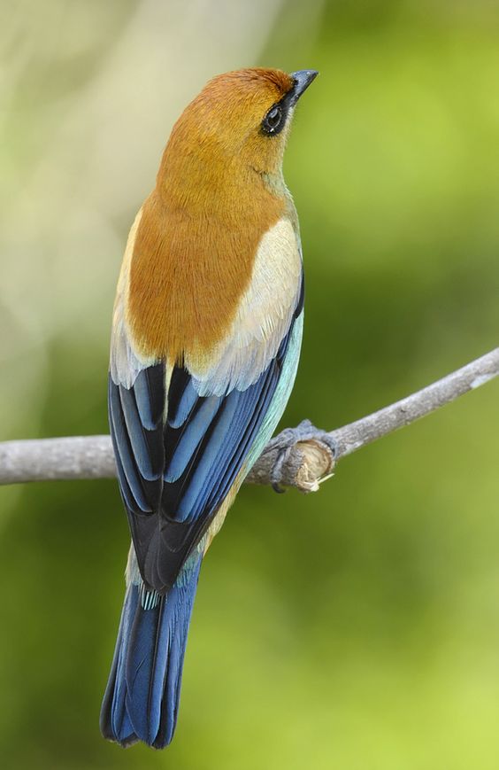 Yellow and Blue Bird Wallpaper Papel de Parede / Imagem de Fundo