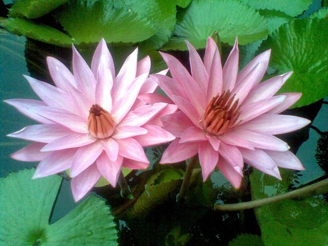 Tak Sangka, Ini Sebenarnya Khasiat Bunga Teratai | Jom Dakwah