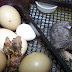 Panduan Cara Menetaskan Telur Ayam Negeri Yang Tepat