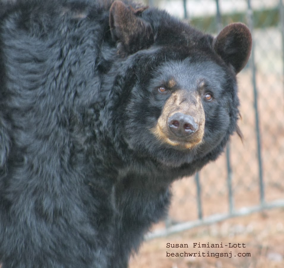 NamesOnTheJerseyShore Popcorn Park Zoo