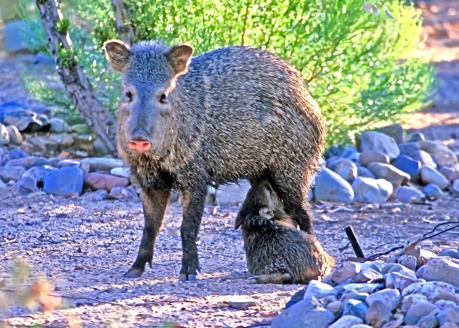 The Azure Gate New Year's Babies Javelina