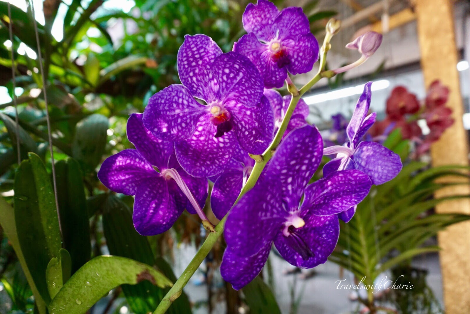 Orchids are symbols of love and beauty