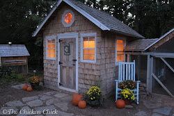 chicken coop chickens egg production supplemental hen chick why winter lights lighting coops decision whether anatomy facts laying backyard eggs