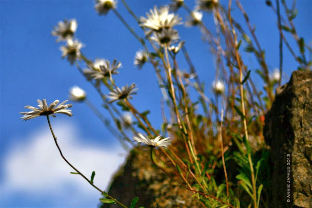 daisy ruin, Oughterard © Annie Japaud Photography  