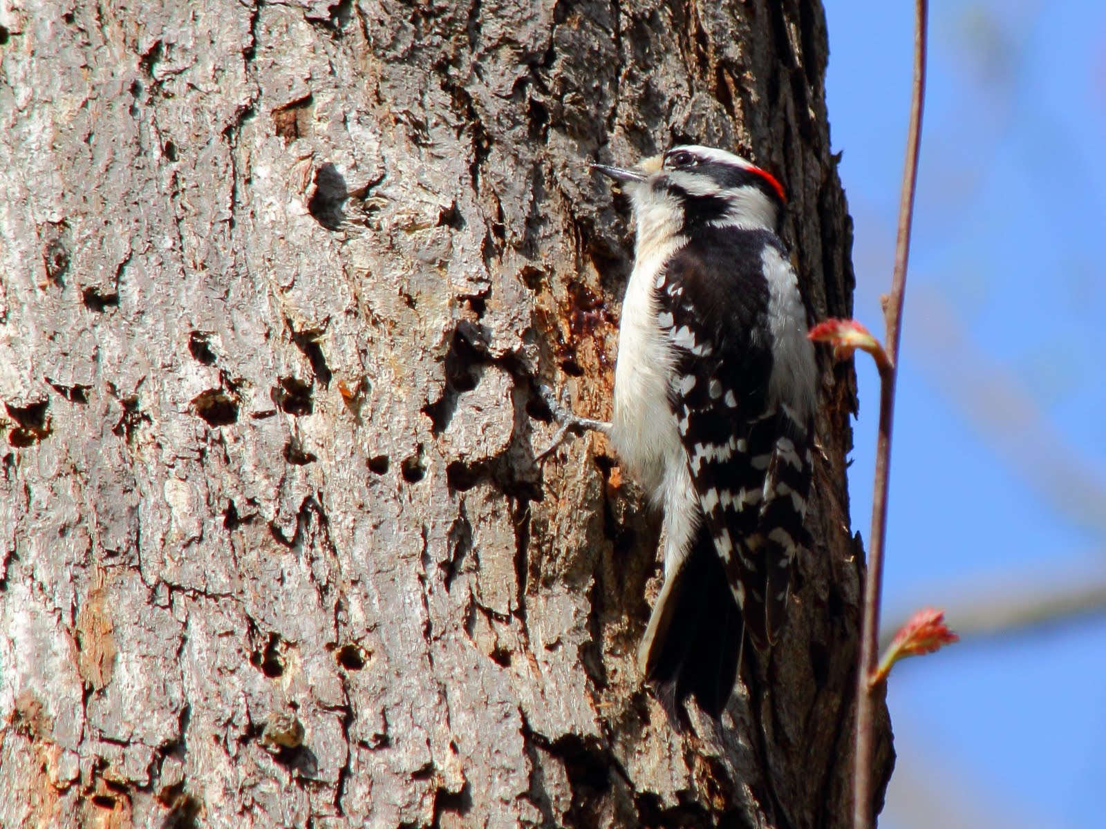 Virginia Life: Our Downy Woodpeckers Were Busy