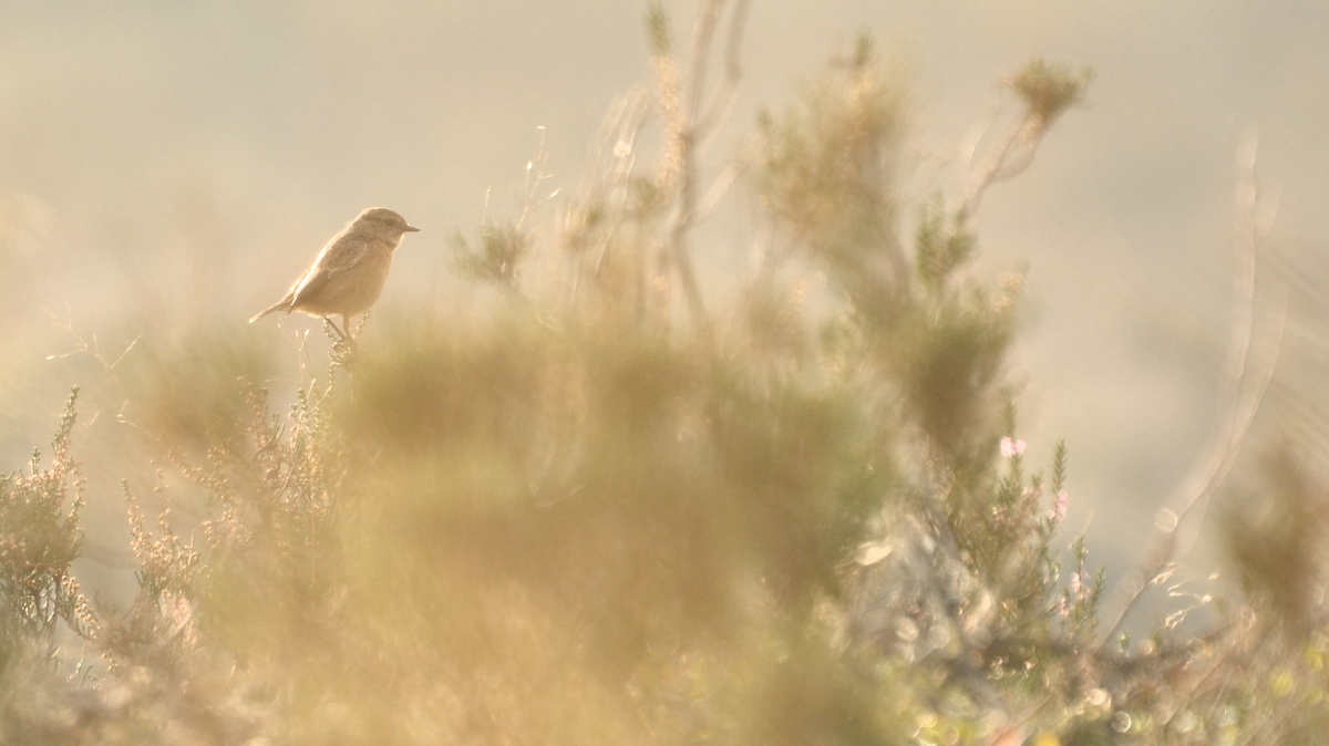 Arné Roest Natuurfotografie: Beste foto's 2011 (deel 2)