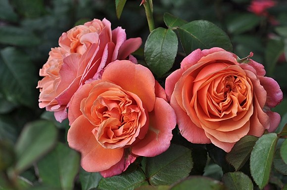 Роза Мэри Энн Фото И Описание Отзывы - Info-imya.ru