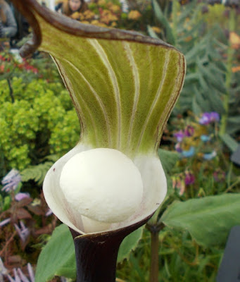 Arisaema sikokianum RHS Cardiff Show 2018 Green Fingered Blog