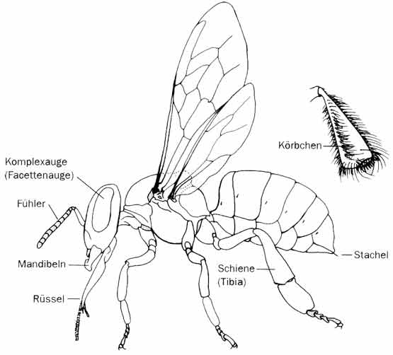 Anatomy of a Bee