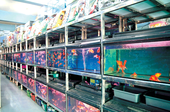 Menentukan Pilihan Ikan Untuk Akuarium