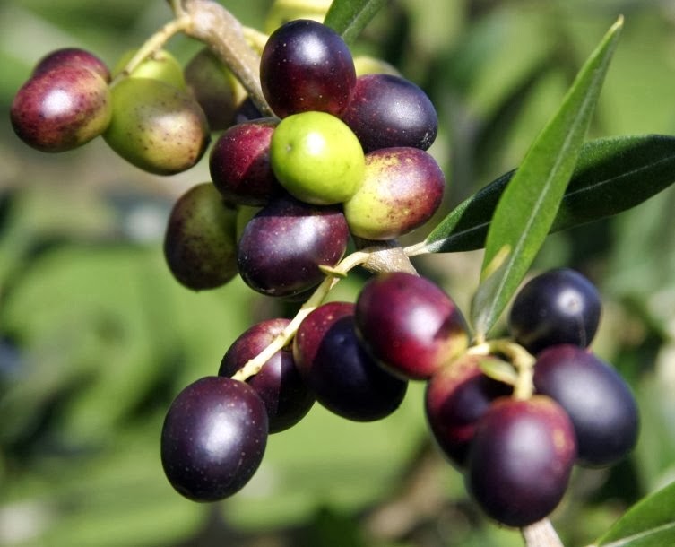 Mengenal Buah Zaitun BUDIDAYAKU