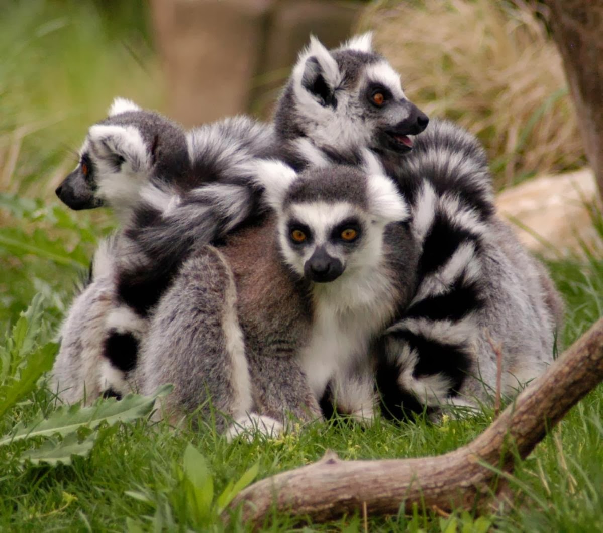 Ring Tailed Lemur - Pets
