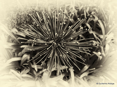 In Campo Magro (Paraná, Brazil), by Guillermo Aldaya / PhotoConversa