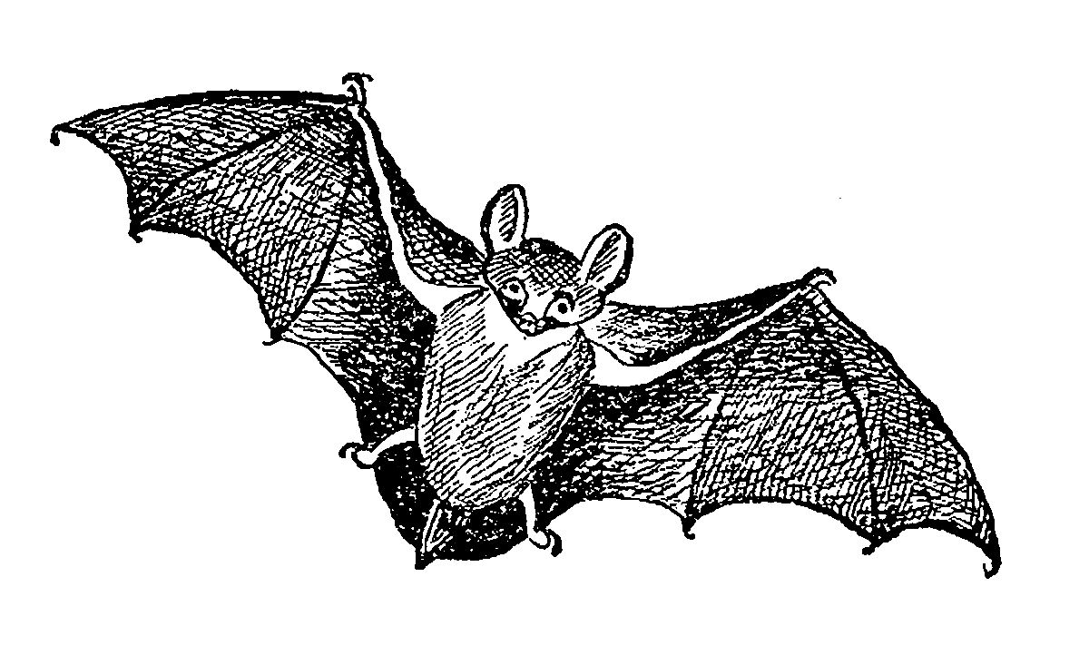 Bat Animal Black And White Clipart