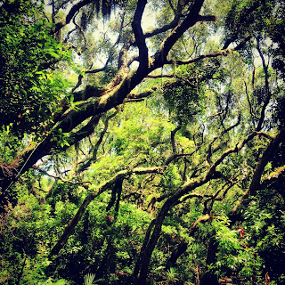 Moss on the trees in Amelia Island