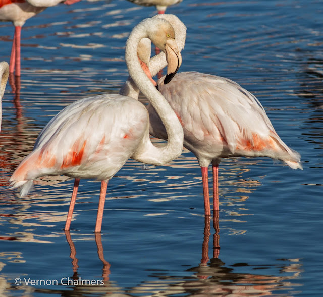 Flamingos Milnerton Lagoon / Woodbridge Island