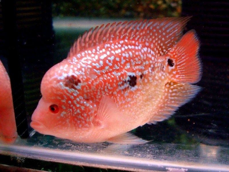 Koleksi Terkini 26+ Gambar Ikan Hias Dan Harganya jpg (800x600)