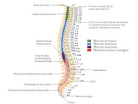 Atualiza Fisio: Medula Espinhal