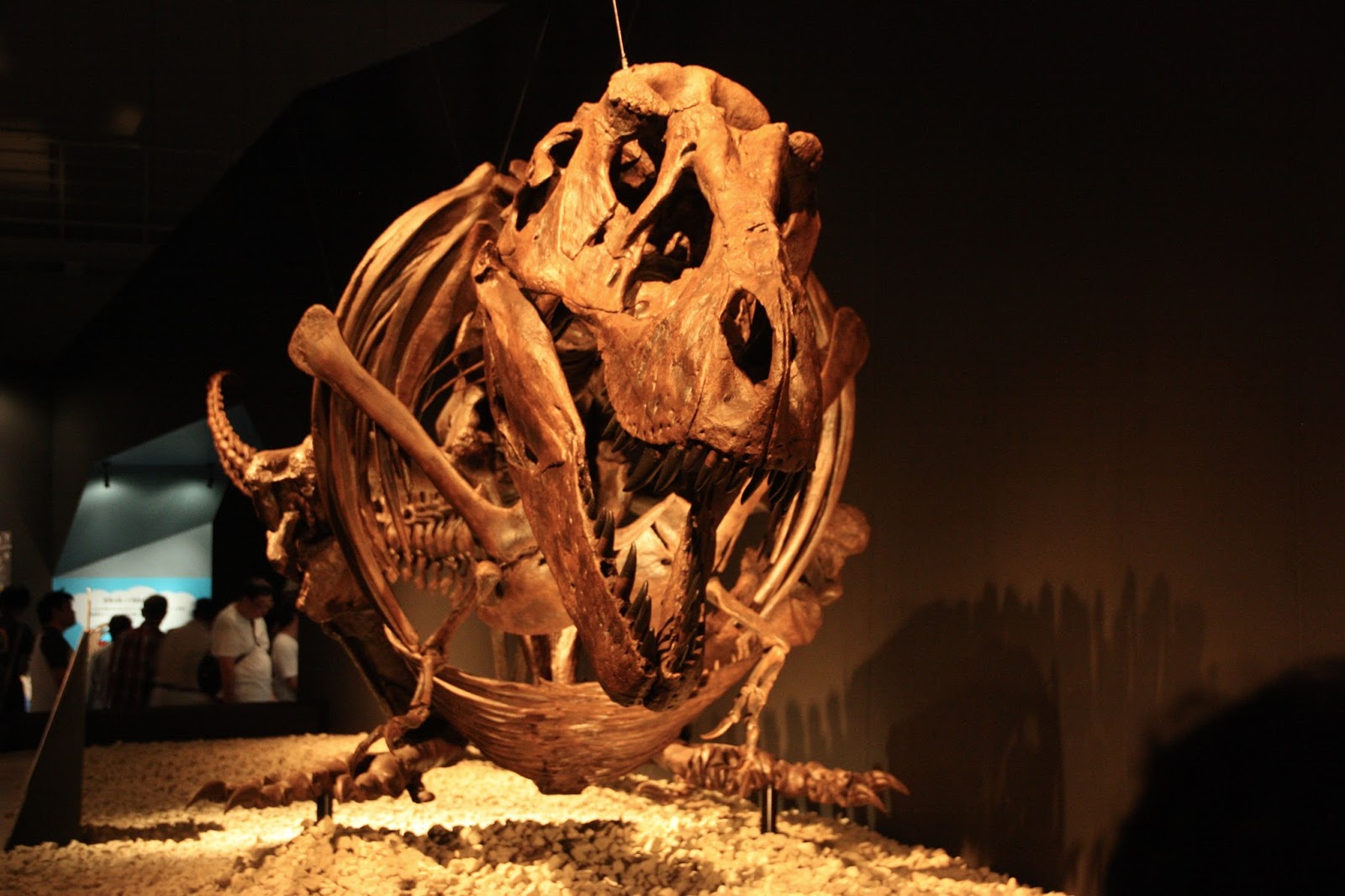 the tyrannosaur chronicles