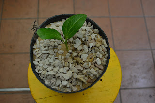 Baobab.Adansonia digitata.