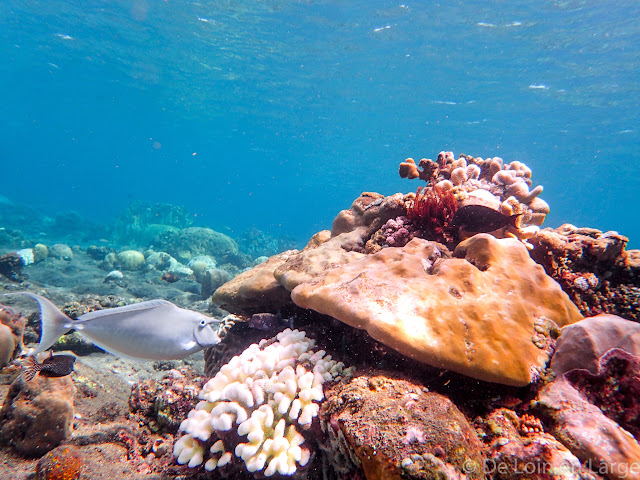 Coral Garden - Baie de Lipah - Bali