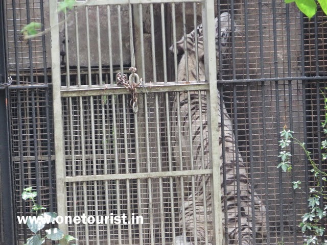 animals and birds at Delhi zoo