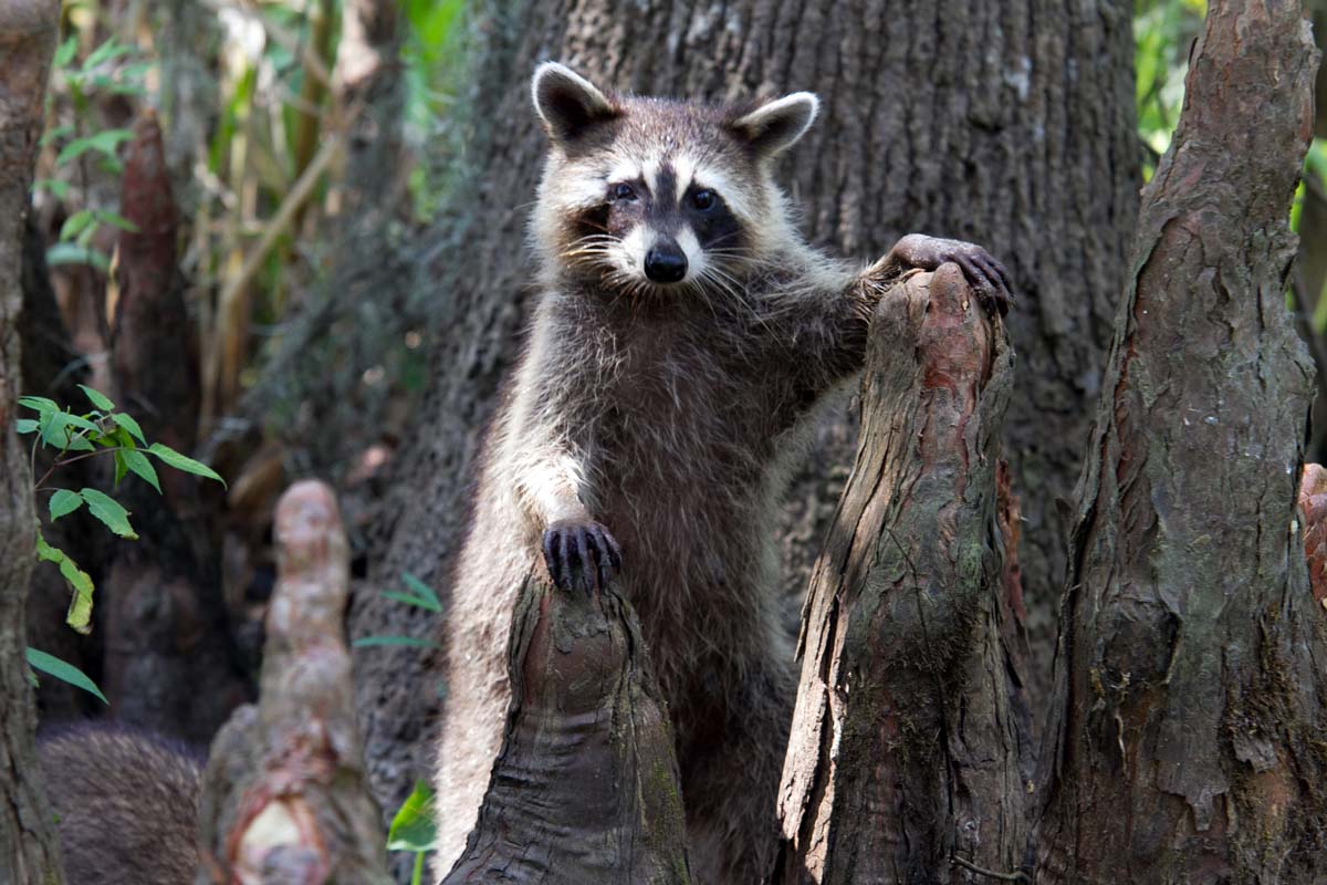 Anthony Folan Photography: Wildlife - Bayou outside of New Orleans LA