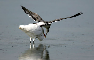 gaivota_gar%25C3%25A7a2.jpg