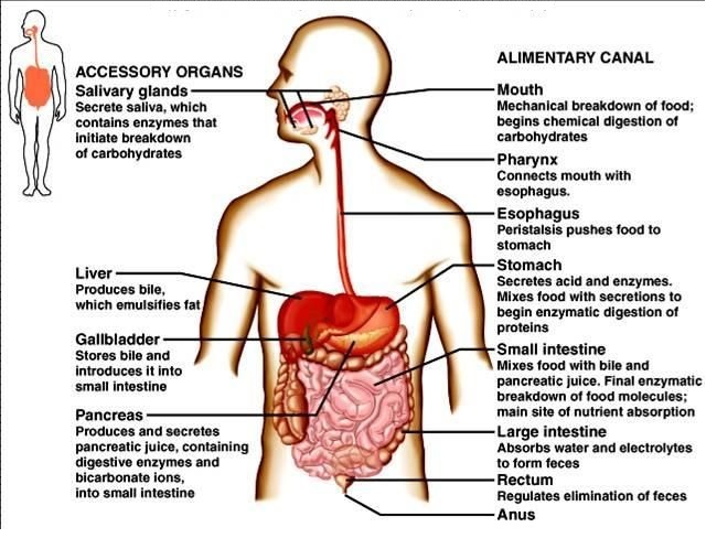 human digestive process - मानव पाचन तंत्र: अंग, कार्य और कैसे यह काम करता है