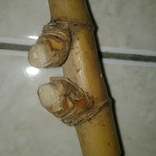 Gambar Bambu Petuk asli alami
