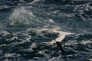 Alcatraz atlántico, Morus bassanus, Northern Gannet