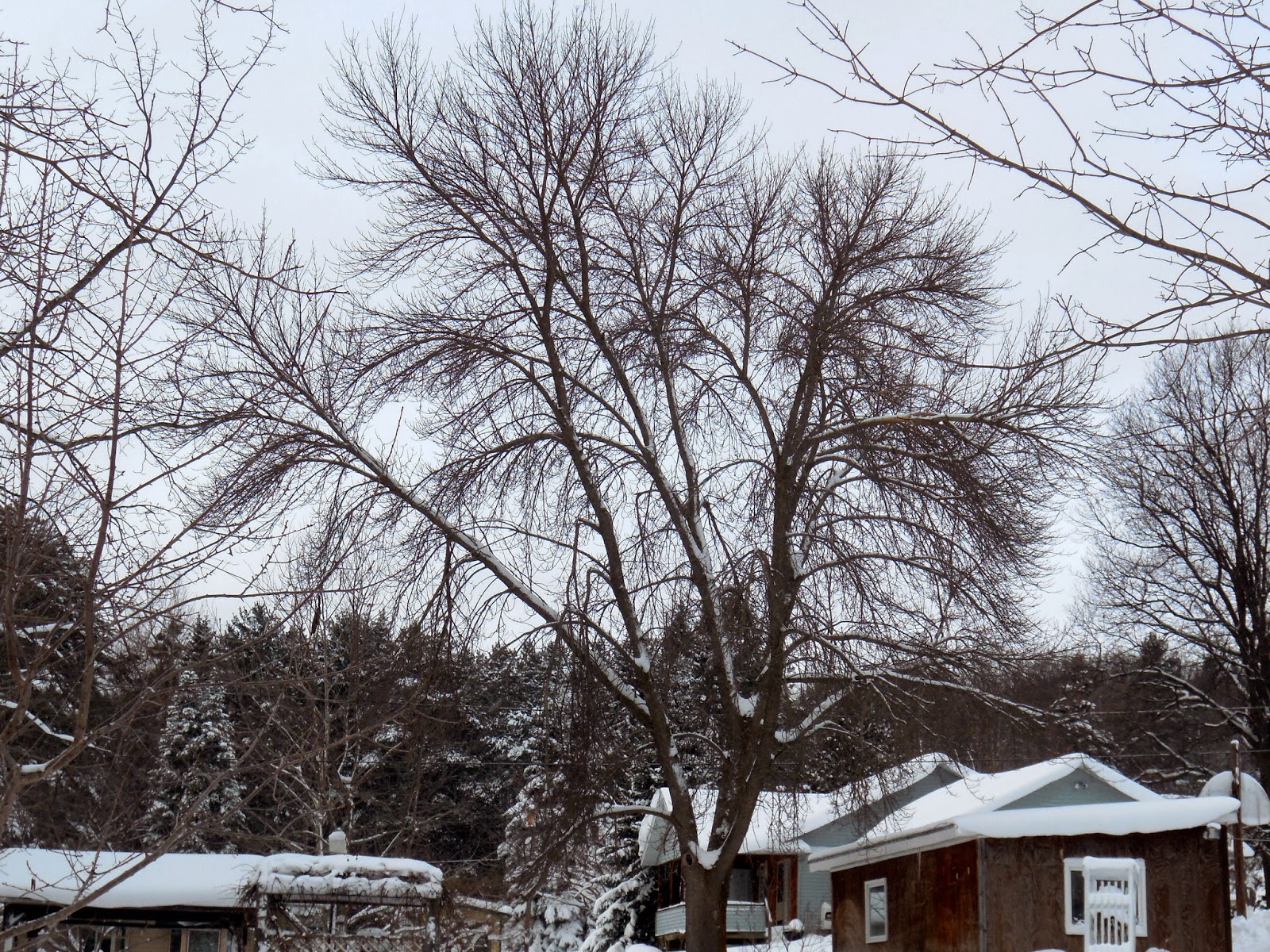 Art's Bayfield Almanac MORE ON IDENTIFYING ASH TREES IN WINTER