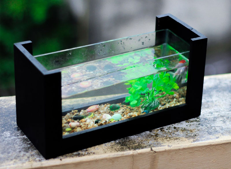 Cara Merawat Aquarium Bagi Pemula Airnya Bersih Dan Ikannya Sehat