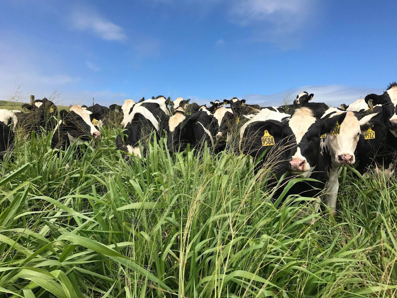All Hawaii News Hawaii losing one of its two dairy farms, Caldwell