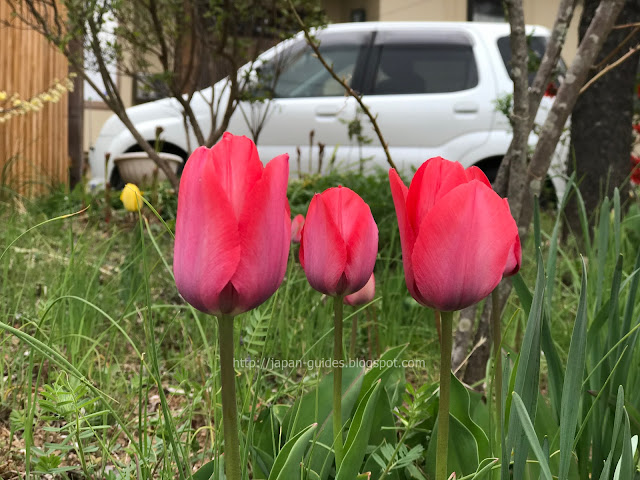 Hanamiyama Tulip