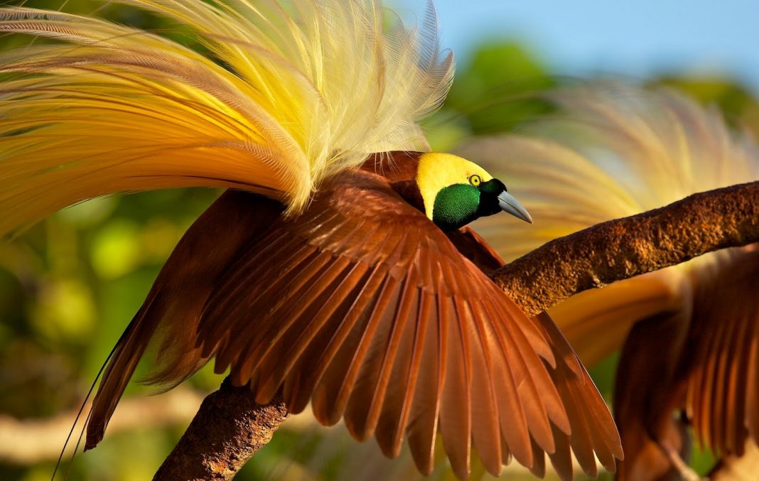 870+ Gambar Burung Cendrawasih Paling Cantik Di Dunia Gratis Terbaru