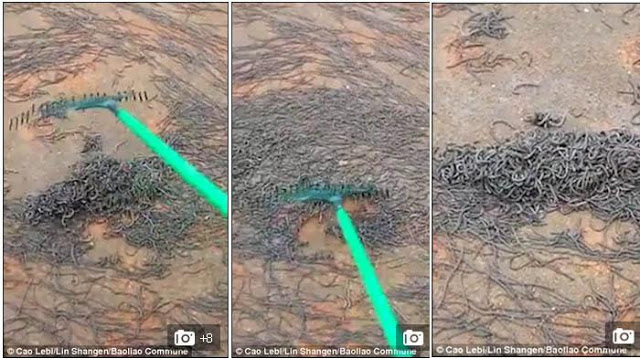 Ribuan Cacing Tanah Serbu Sekolahan, Ternyata Penyebabnya Adalah... Ribuan Cacing Tanah Serbu Sekolahan, Ternyata Penyebabnya Adalah...