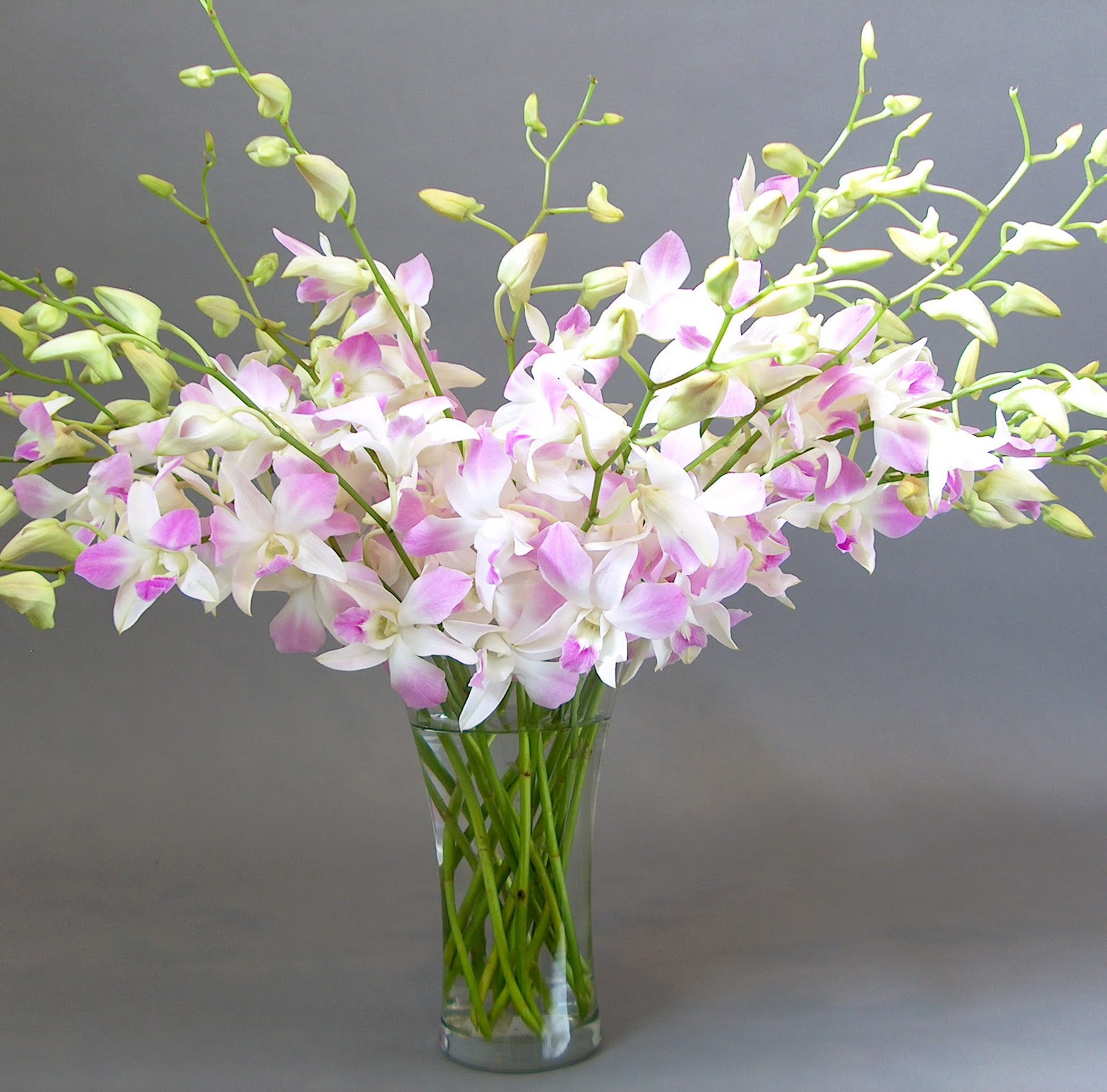Online Orchid Flower Delivery Orchidaceous! Orchid Blog