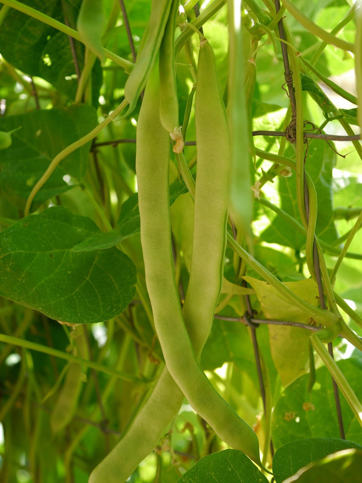 Julienne Cut FrenchStyle Green Beans Are Easy To Make With Flat Romano