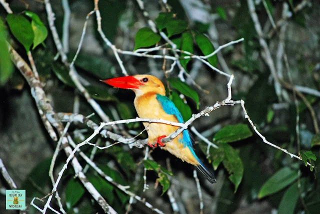 Kingfish en el río Kinabatangan, Borneo (Malasia)